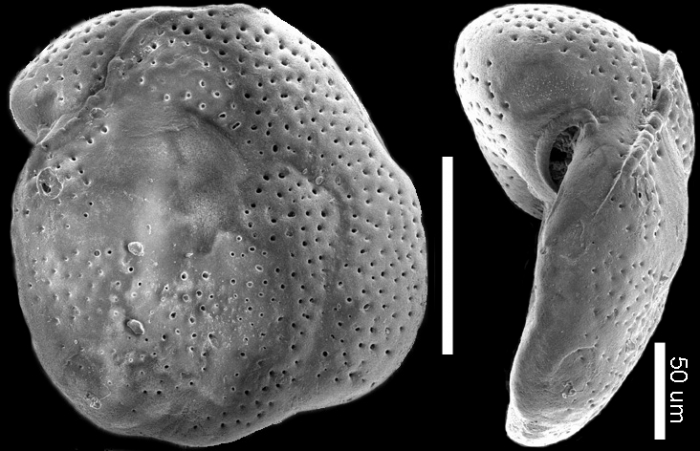 Rosalina irregularis New Zealand Rosalina irregularis New Zealand