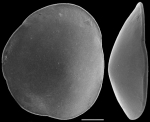 Rosalina paupereques New Zealand