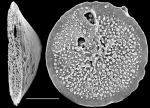 Rosalina vitrizea New Zealand