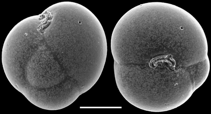 Sphaeroides bulloides New Zealand Sphaeroides bulloides New Zealand