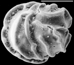Conorbella clarionensis New Zealand