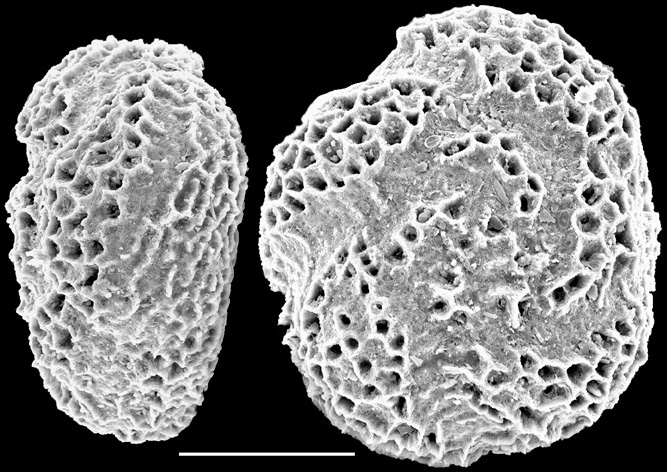 Conorbella pulvinata New Zealand Conorbella pulvinata New Zealand
