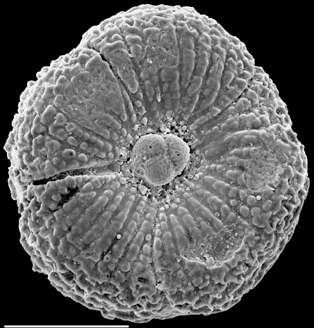 Conorbella pulvinata New Zealand Conorbella pulvinata New Zealand