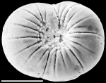 Glabratella margaritaceus New Zealand