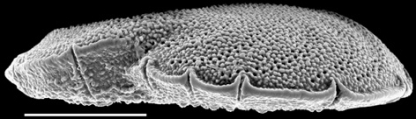 Planoglabratella opercularis New Zealand, author: Hayward, Bruce