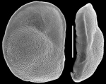 Heronallenia pulvinulinoides New Zealand