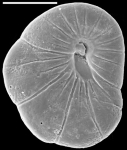 Heronallenia pulvinulinoides New Zealand
