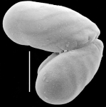 Elongobula iphigeneae New Zealand plastogammic pair