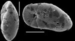 Elongobula iphigeneae New Zealand