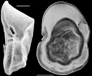 Planulinoides biconcavus New Zealand, author: Hayward, Bruce