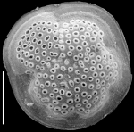 Discorbitina pustulata New Zealand
