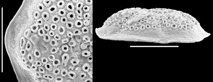Discorbitina pustulata New Zealand Discorbitina pustulata New Zealand