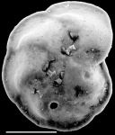 Discorbinella complanata New Zealand