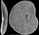 Discorbinella complanata New Zealand