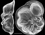 Discorbinella deflata New Zealand