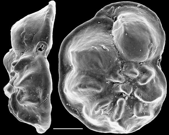 Discorbinella deflata New Zealand Discorbinella deflata New Zealand