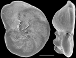 Discorbinella deflata New Zealand
