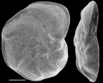 Discorbinella subcomplanata New Zealand