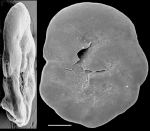 Discorbinella subcomplanata New Zealand