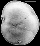 Discorbinella timida New Zealand