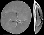 Discorbinella timida New Zealand