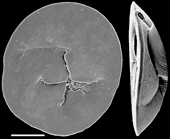 Discorbinella timida New Zealand Discorbinella timida New Zealand
