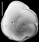 Discorbinella vitrevoluta New Zealand