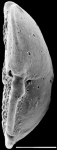 Discorbinella vitrevoluta New Zealand