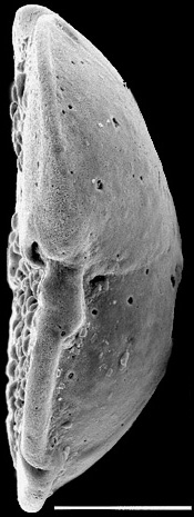 Discorbinella vitrevoluta New Zealand