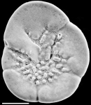 Discorbinella vitrevoluta New Zealand