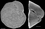 Cibicides corticatus New Zealand