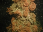 Bewremabi sampling 2