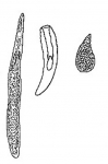 Platyhelminthes