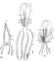 Diascorhynchus rubrus, author: Tom Artois