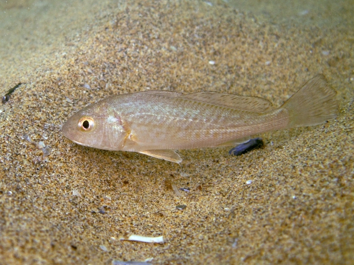 Umbrina cirrosa (juvenile)