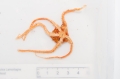 Ophiuroidea (brittle stars)