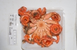 Novodinia americana (nearly complete)