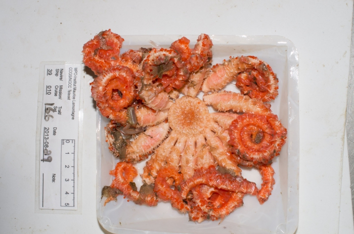 Novodinia americana (nearly complete)