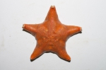 Sea stars