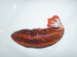 Orange-footed sea cucumber, author: Fisheries and Oceans Canada, Claude Nozes