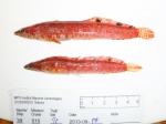 Arctic shannies - red variant