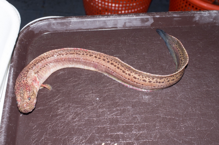 Cryptacanthodes maculatus - medium