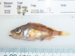 Sebastes - small redfish, author: Fisheries and Oceans Canada, Claude Nozes