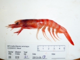 Aristeus antillensis - with scale, author: Fisheries and Oceans Canada, Claude Nozes