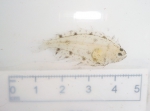 Hippoglossoides platessoides - very small, author: Fisheries and Oceans Canada, Claude Nozes