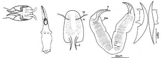 Karkinorhynchus primitivus, author: Tom Artois
