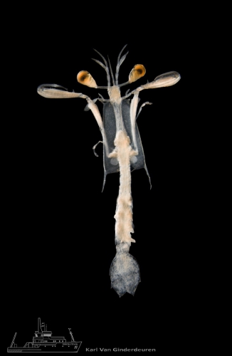 Rissoides desmaresti Rissoides desmaresti