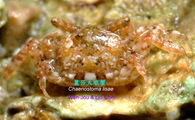 Chaenostoma lisae, author: WJ Chen & LC Lo