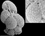 Rupertina pustulosa New Zealand
