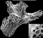 Miniacina miniacea New Zealand, author: Hayward, Bruce